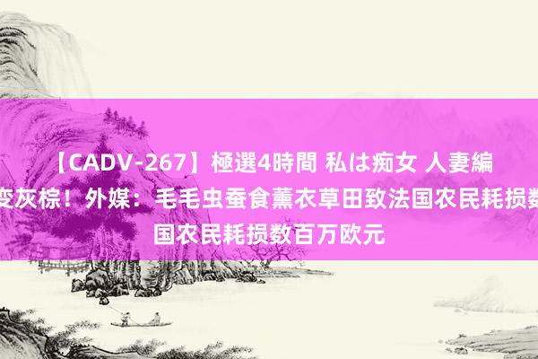 【CADV-267】極選4時間 私は痴女 人妻編 5 紫罗兰变灰棕！外媒：毛毛虫蚕食薰衣草田致法国农民耗损数百万欧元